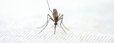 Cómo aprovechar el romero para ahuyentar mosquitos y aromatizar tu hogar 