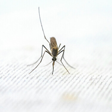 Cómo aprovechar el romero para ahuyentar mosquitos y aromatizar tu hogar 