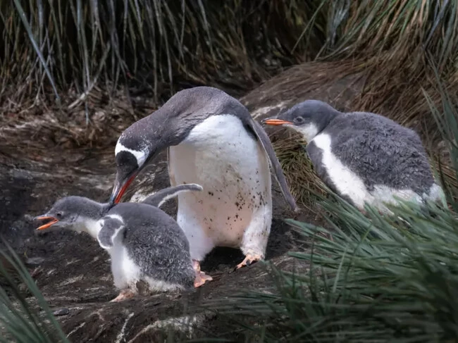 Ya conocíamos estos pingüinos, pero pasamos más de un siglo sin saber que teníamos que catalogarlo como otra especie