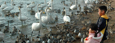 Gripe aviária já deveria ter causado uma pandemia. Isso não ter acontecido é o que “tranquiliza” especialistas 