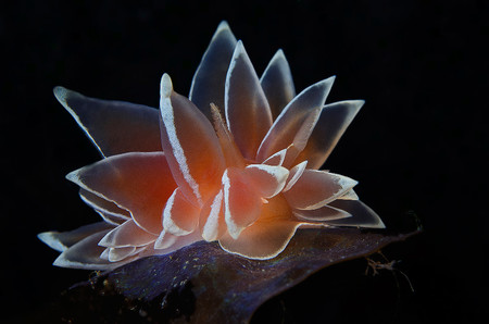 Nudibranchs Bettina Balnis Frosted
