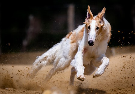 Galgo Instinto de caza Secuencia