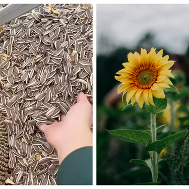 Cómo se extraen las pipas de las flores de girasol y por qué hay gente que no soporta ni mirarlo