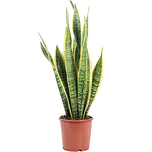 Sansevière - planta de interior de fácil cuidado, Sansevieria trifasciata Laurentii - altura aprox. 65 cm, maceta Ø 17 cm