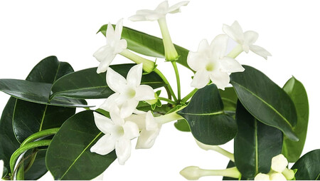 Decoalive Planta De Interior