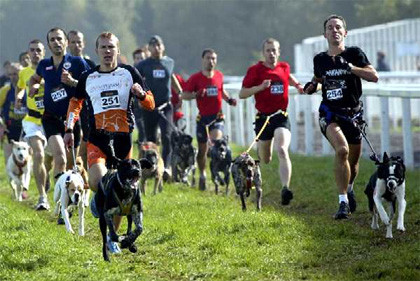 Carrera de canicross
