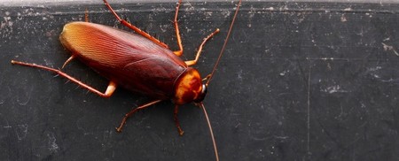 La leche de cucaracha van a convertirse en el nuevo superalimento, según la ciencia