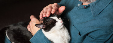Gatinhos com demência e humanos com Alzheimer são mais parecidos do que achávamos 