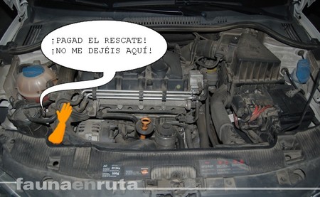 fauna en ruta: cambiar las bombillas del coche