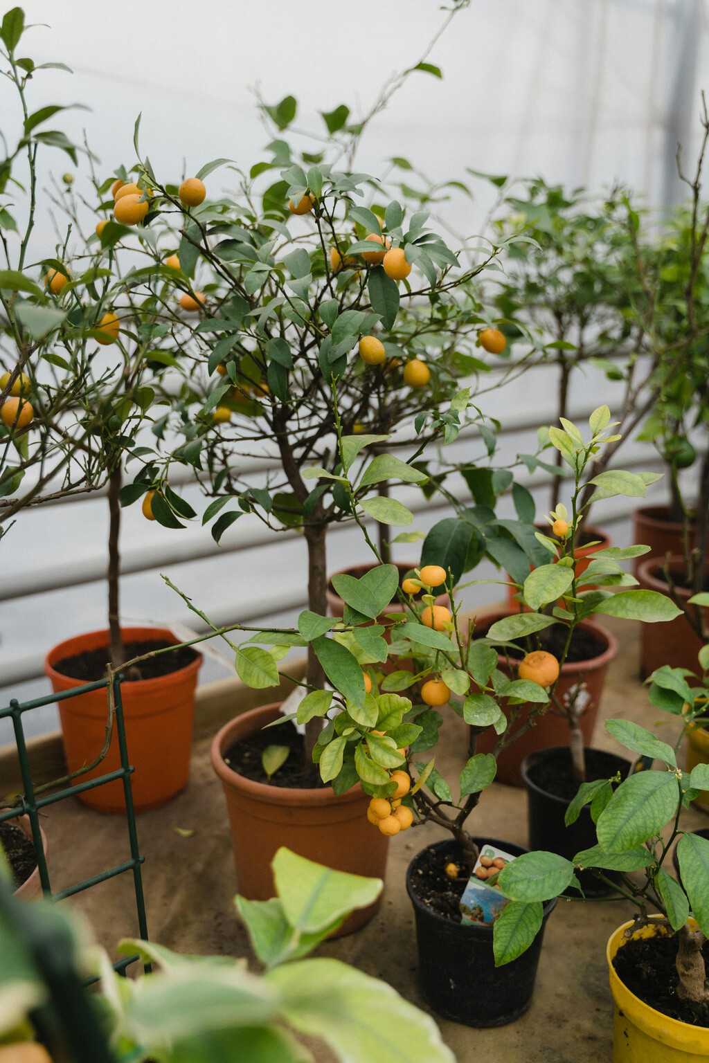 Cultivar tu propia fruta en casa es posible. Cinco árboles que se dan bien en terrazas y jardines y no requieren muchos cuidados 