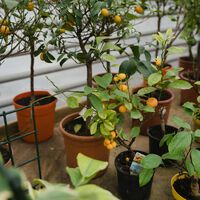 Cultivar tu propia fruta en casa es posible. Cinco árboles que se dan bien en terrazas y jardines y no requieren muchos cuidados 