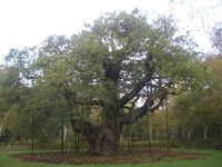 El Bosque de Sherwood para quienes sueñan con ser Robin Hood