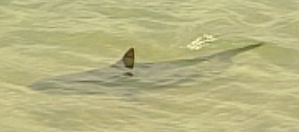 Capturado el tiburón que frecuentaba Tarragona