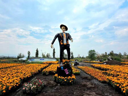 Todo sobre el Festival de Flores de Cempasúchil en CDMX: fechas, horarios y sedes para encontrar la "flor de 20 pétalos"