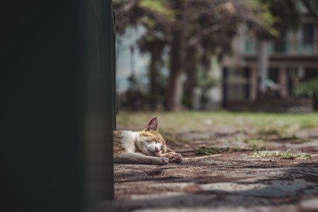 Después de comer, ¿mejor echar la siesta o dar un paseo? La ciencia nos da la respuesta