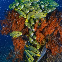 Foto 7 de 10 de la galería mundo-subacuatico en Xataka Foto