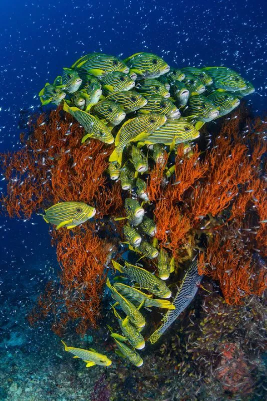 Foto de Mundo subacuático (7/10)