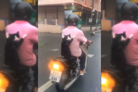 Si pensabas que el mejor amigo del motorista era el perro, es porque no conocías a Scootercat