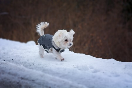 bichon-en-la-nieve