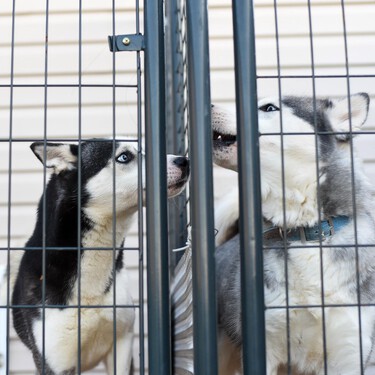 Adoptar un perro de raza como un malinois o un husky es posible. Hasta hay protectoras especializadas en ellos 