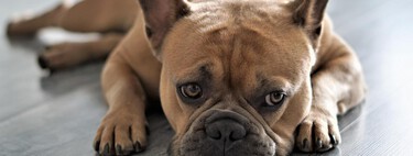 
A mi perro le pasa algo en la piel. ¿Pueden ser ácaros? 