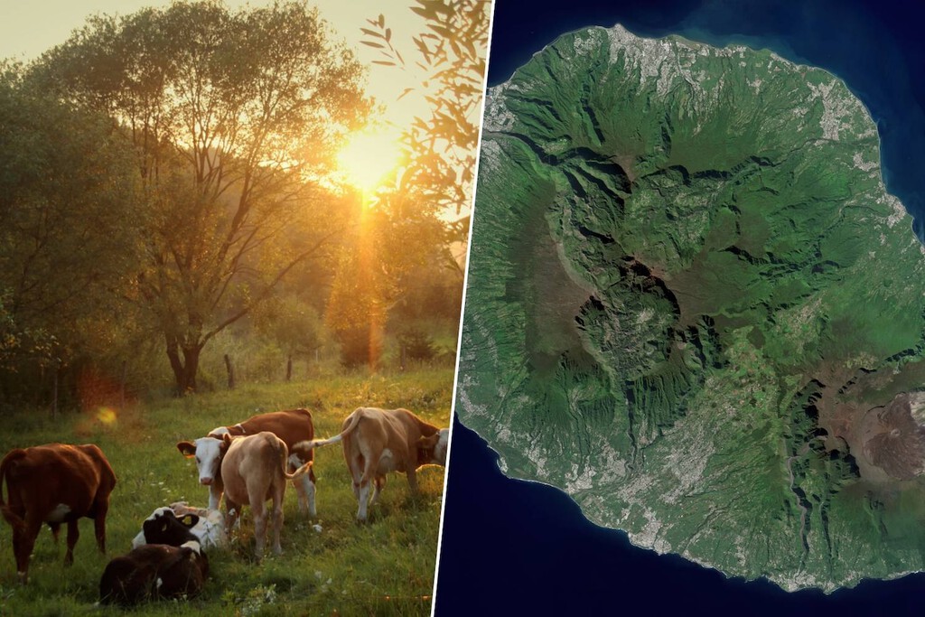 En 1871 un granjero abandonó a su suerte a cinco vacas en un