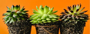 El aviso de un experto en suculentas: las plantas no mueren de repente, antes dan señales que muchos pasan por alto 