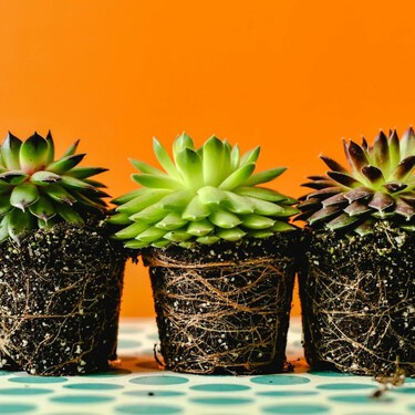 El aviso de un experto en suculentas: las plantas no mueren de repente, antes dan señales que muchos pasan por alto 