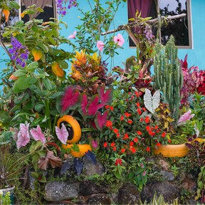 3 flores para plantar a finales de verano y verlas florecer en otoño: ideales para espacios pequeños y bajo mantenimiento 