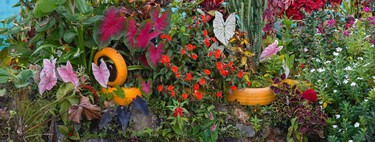 3 flores para plantar a finales de verano y verlas florecer en otoño: ideales para espacios pequeños y bajo mantenimiento 