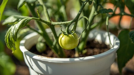 Una Planta De Tomates Cherry Sin Tomates En Un Envase De Yogur 2
