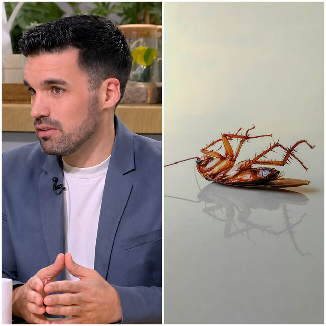 cucarachas