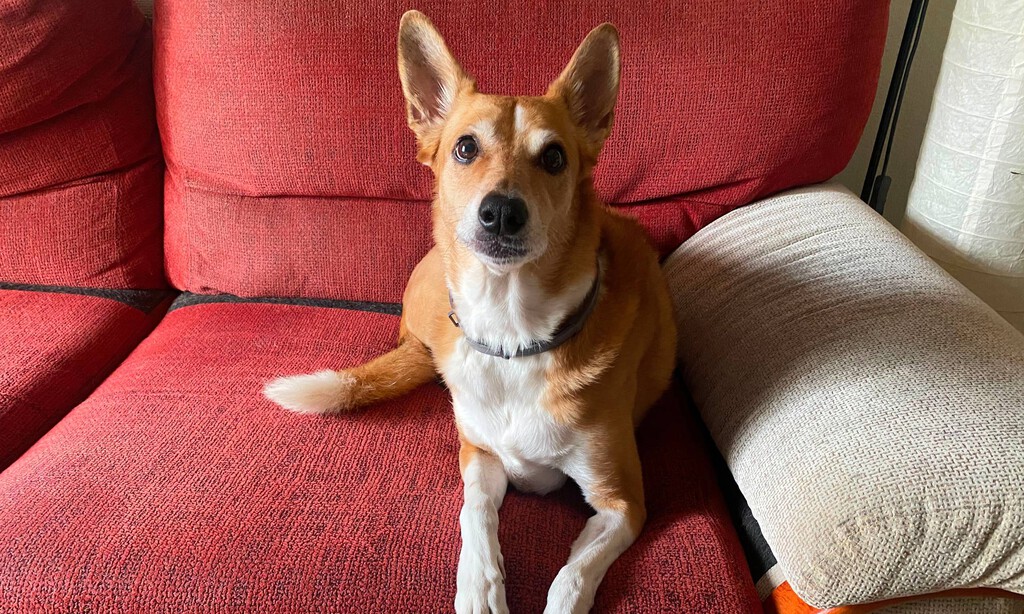 El aspirador que me convenció para dejar que mi perro se subiese al sofá tranquilamente 