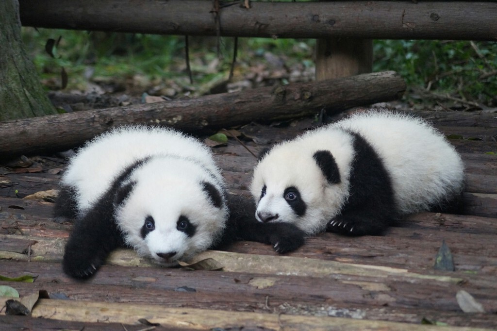 Este zoo de China no tenía osos panda para mostrar a sus visitantes. Así que ha pintado a perros para que lo parezcan