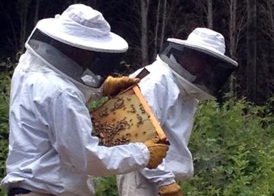Así conviven 85.000 abejas felices y los empleados de una fábrica de Toyota