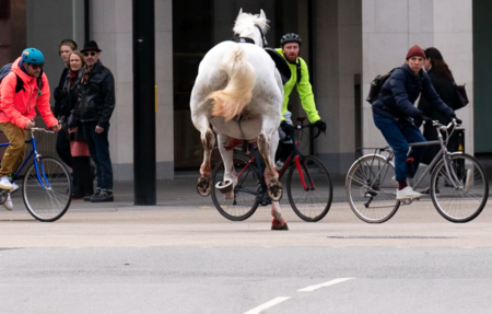 CABALLO3