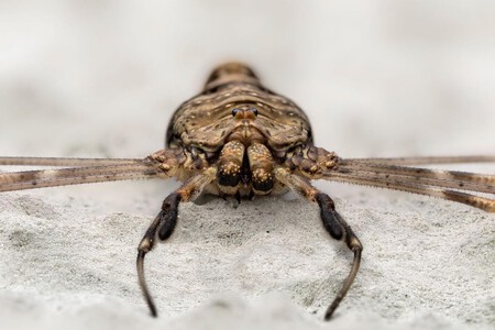 Dicranopalpus ramosus