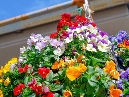 FLORES DE COLORES