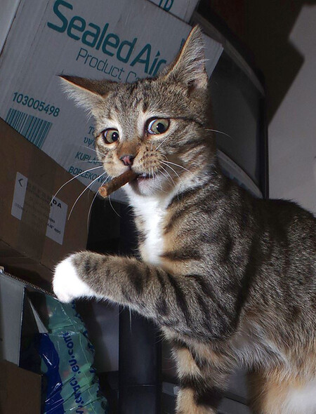 Iain Mcconnell The Guilty Kitten 00000217