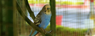 Nadie te va a quitar a tu periquito o a tu hámster. Esto es lo que propone realmente la Ley de Protección sobre qué animales puedes tener en casa 