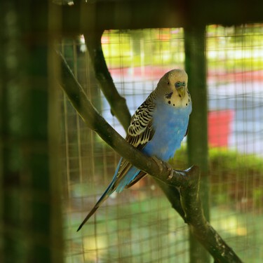 Nadie te va a quitar a tu periquito o a tu hámster. Esto es lo que propone realmente la Ley de Protección sobre qué animales puedes tener en casa 
