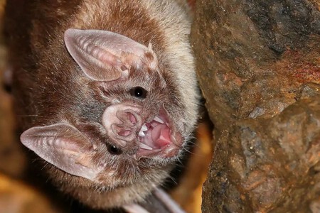 Vampiros