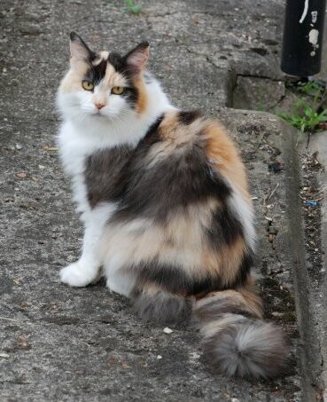 Longhaired Calico Cat 2008 Photo Cropped 2022