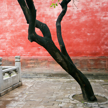 Qué quiere decir el proverbio de la filosofía china "Un árbol torcido vive su propia vida, pero un árbol recto se convierte en madera"