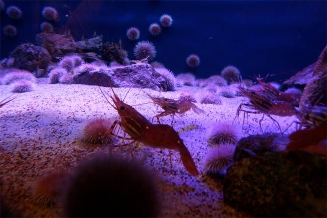 krill.jpg