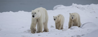 Você sabia que ursos polares podem adotar? Veja o registro inédito que surpreendeu biólogos