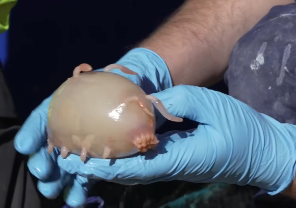 Si alguien piensa que ya no quedan animales excitantes por descubrir, aquí tenemos un 