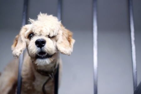 Peluquería canina en casa ¡hazlo tu mismo!