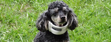 ¿Le puedo echar Betadine a mi perro? 