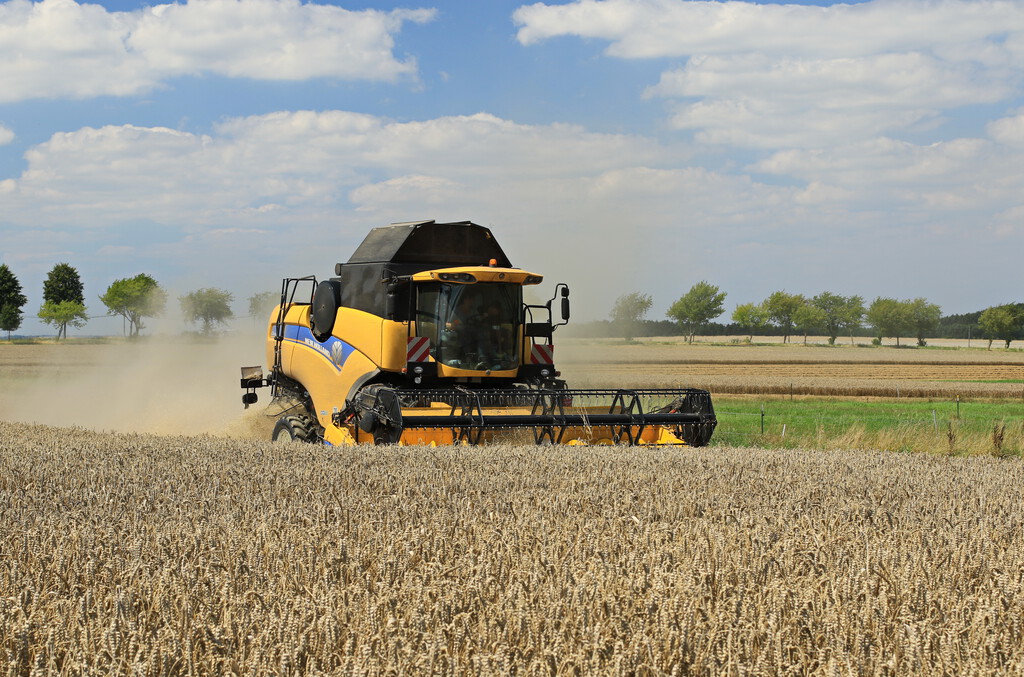 La buena noticia es que España va a recoger el doble de trigo y cebada que el año pasado. La mala noticia se llama Rusia 